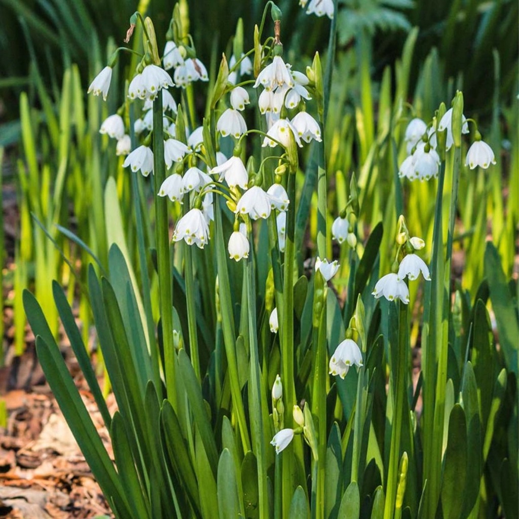 Śnieżyca Letnia cebulki 10 szt CEBULKI KWIATÓW