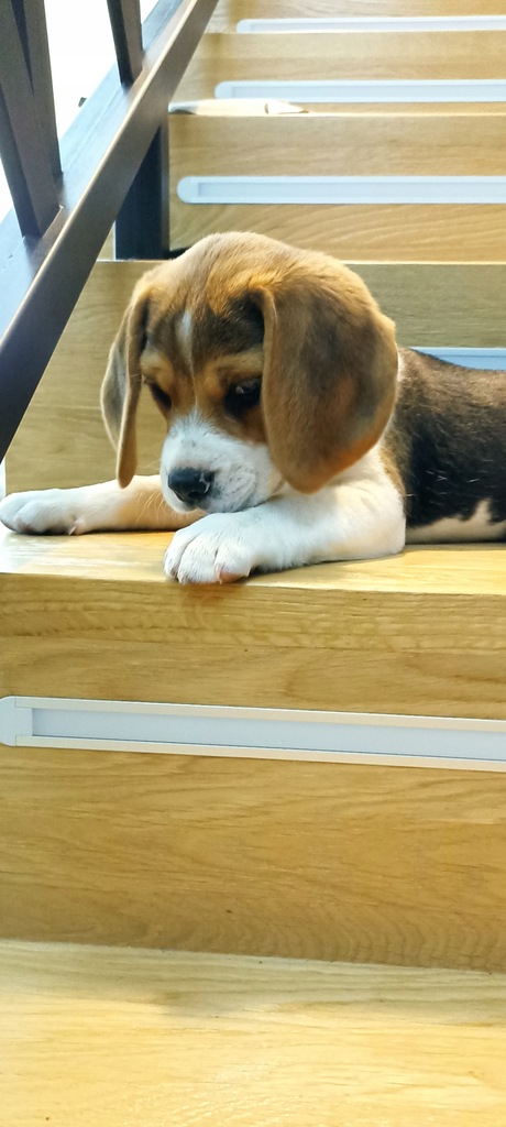 Suczka rasy Beagle Tricolor, 8 tygodni