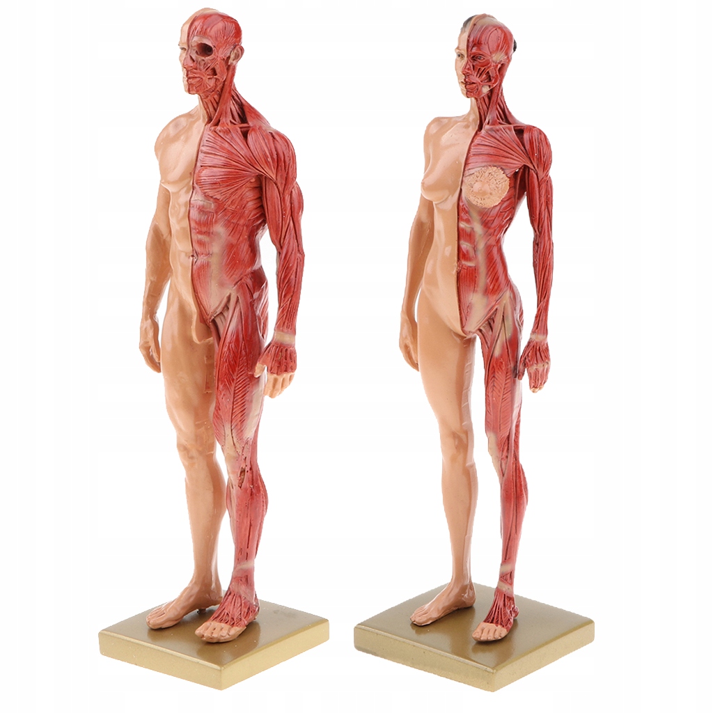 anatomia kobiety