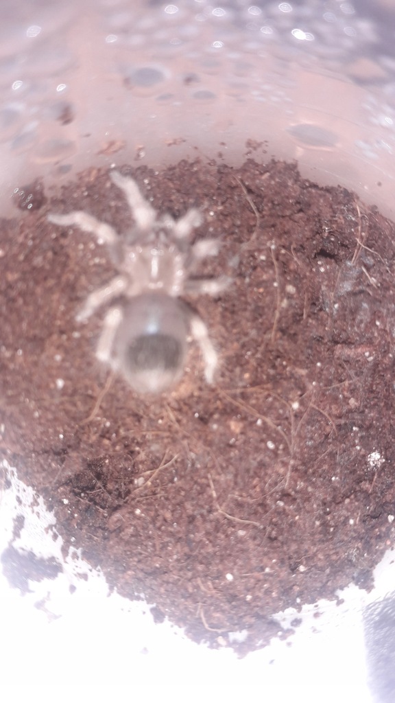 Brachypelma hamorii