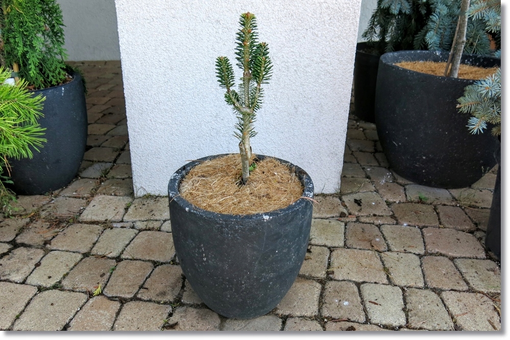 Abies koreana 'Wiki' - !!!!!!