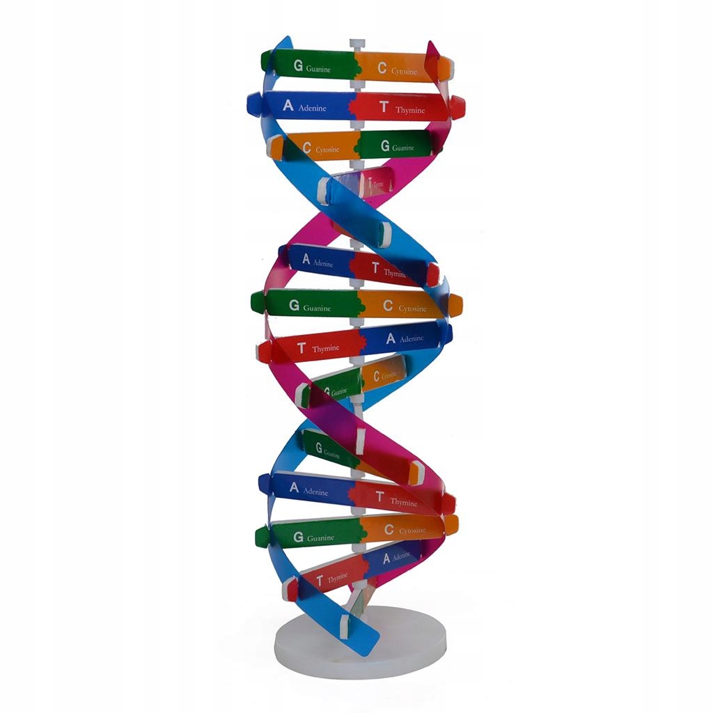 Model DNA Podwójny model Nauka Pomoce dydaktyczne