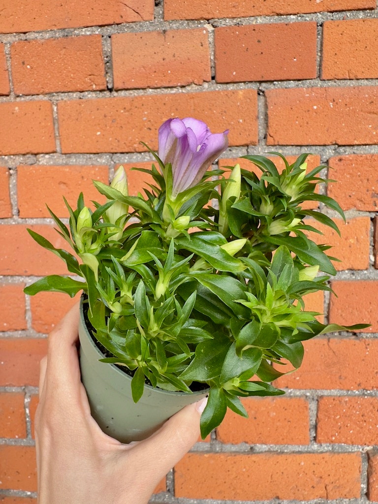 Goryczka siedmiodzielna Gentiana scabra Pink