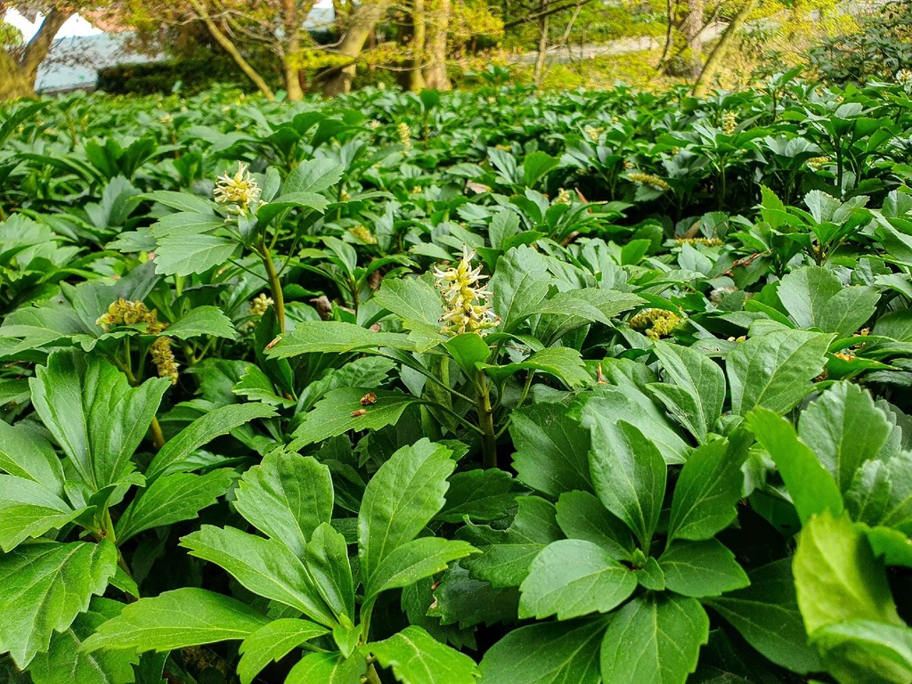 Runianka japońska Pachysandra terminalis do cienia sadzonka C2