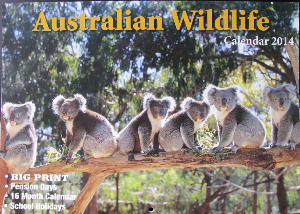 Koale, dingo i wombaty - kalendarz scienny na 2014