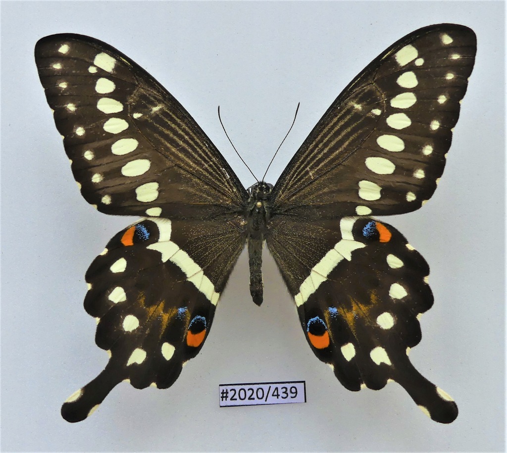 Motyl Papilio lormieri samiec .