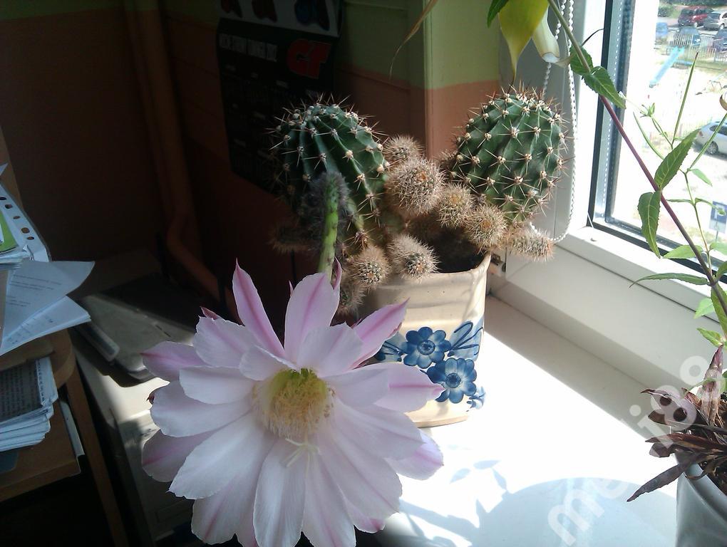 Kaktus Echinopsis Multiplex