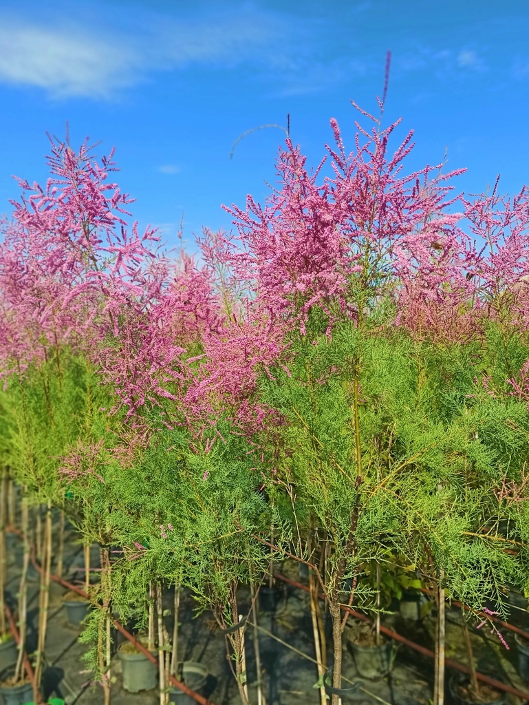 Tamaryszek francuski na pniu - drzewko 125-150 cm