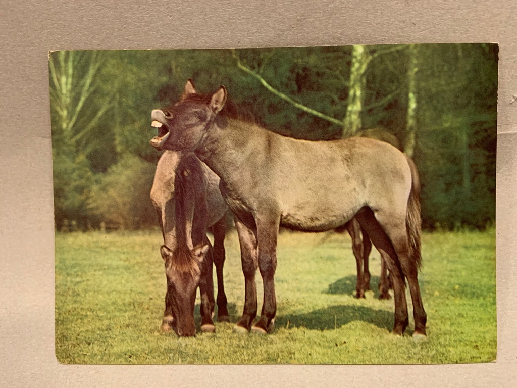 BIAŁOWIESKI PARK NARODOWY TARPANY POCZTÓWKA