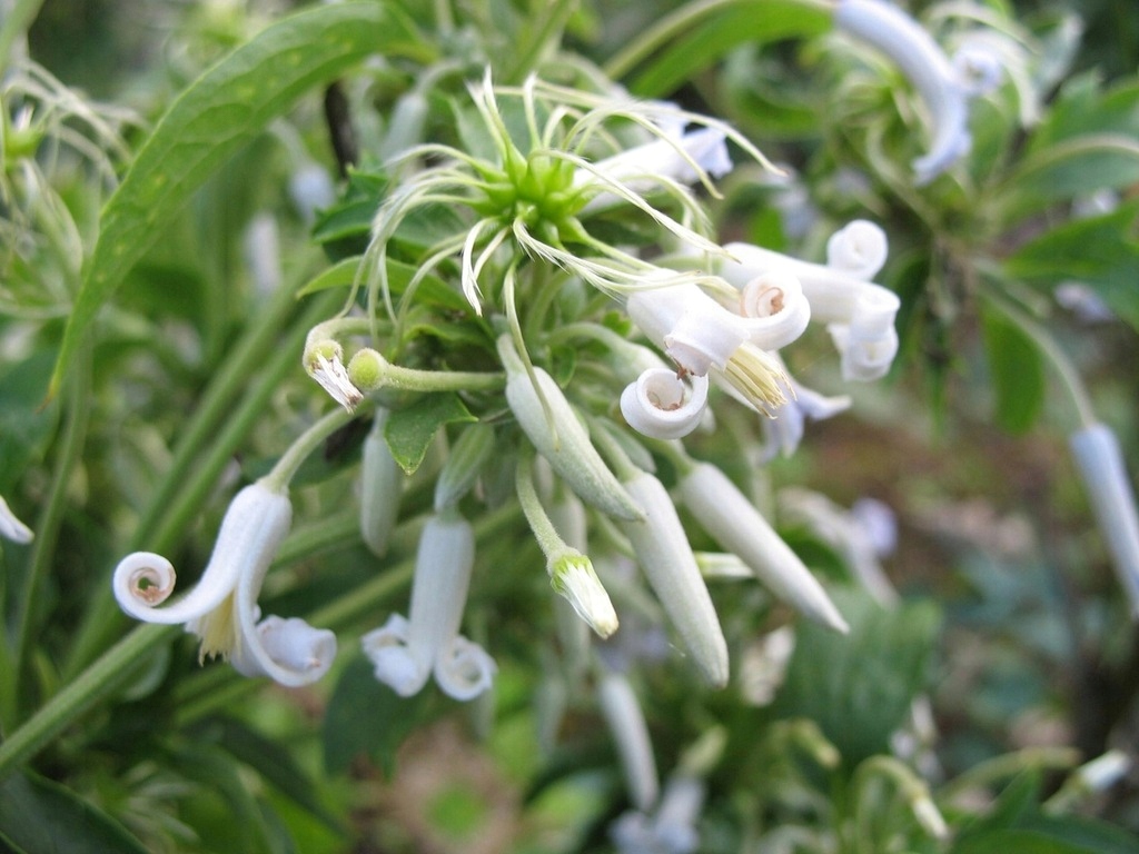 Clematis heracleifolia 'Alba'powojnik barszczolistny (rurkowaty)