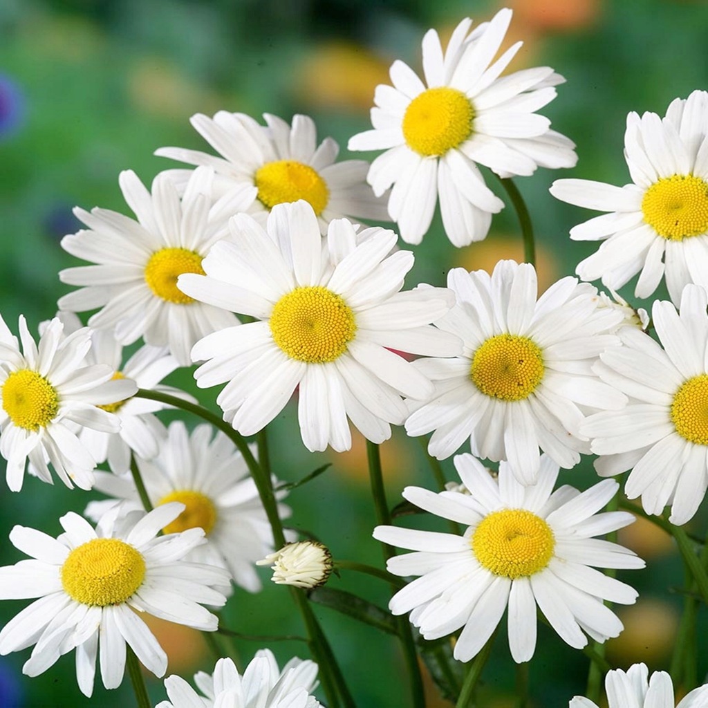 Nasiona Kwiatów Złocień Właściwy MARGARETKA Biały - 13124432796 ...