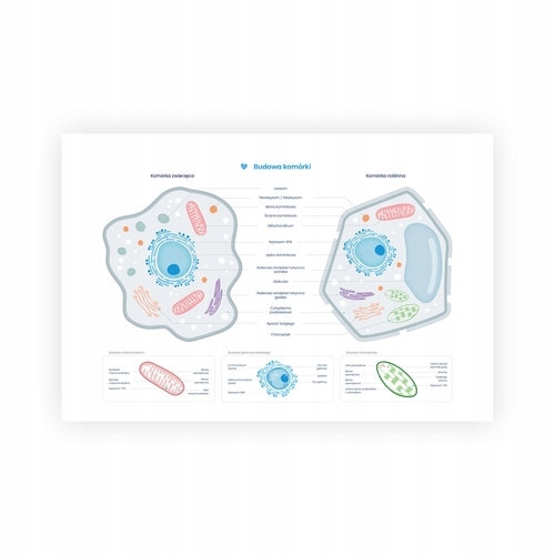 Plakat schemat budowy komórki zwierzęcej i roślinn