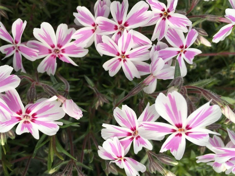 płomyk Kimono Pink-White dwukolorowy floks