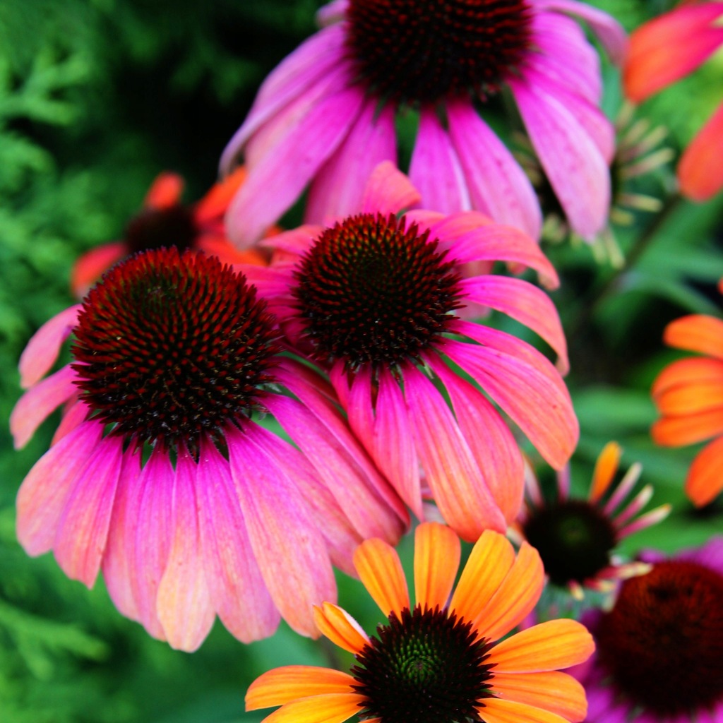 Echinacea jeżówka RAINBOW MARCELLA niezwykła BARWA