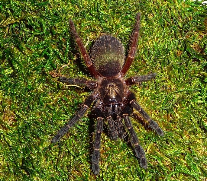 Ephebopus rufescens L2/3 Skeleton Tarantula