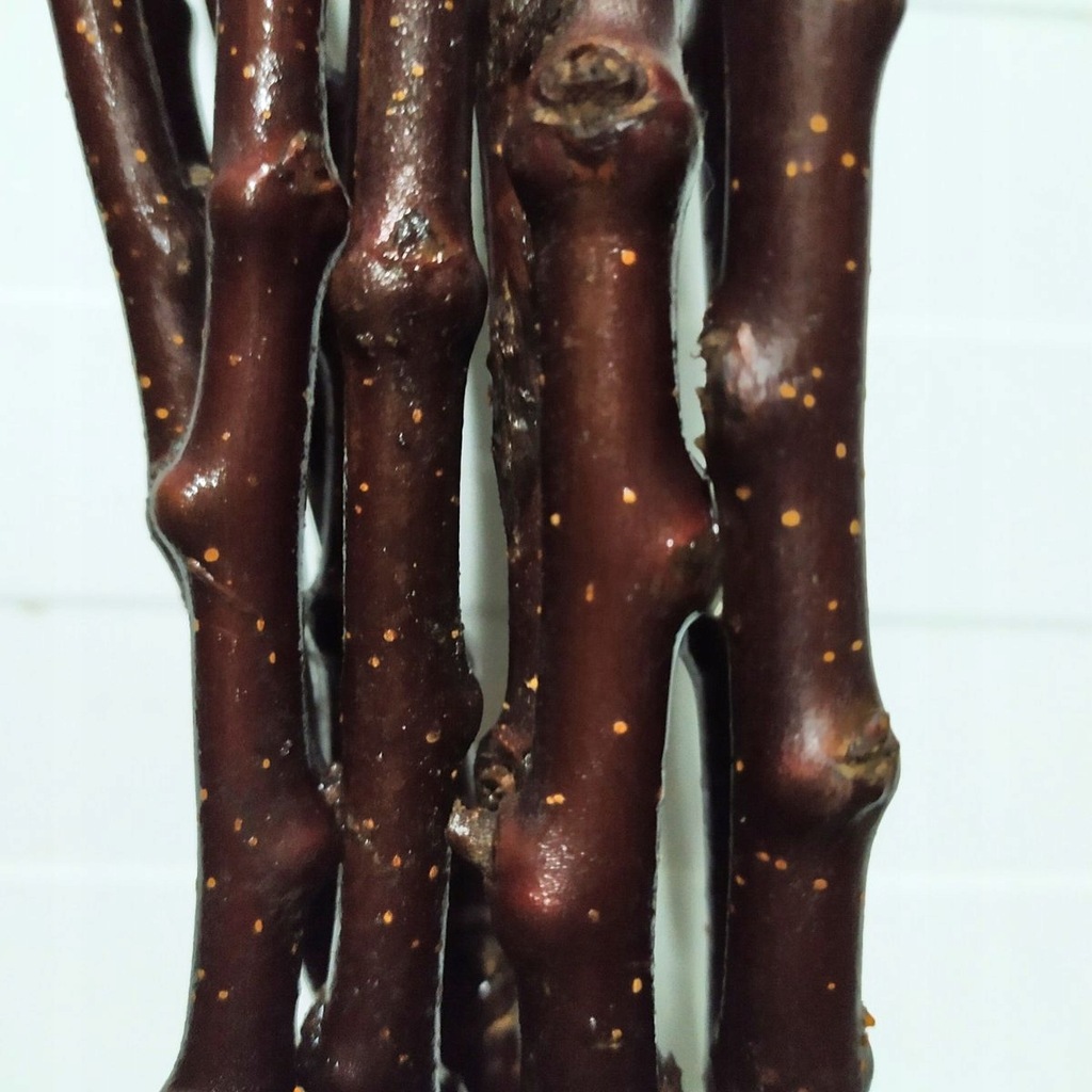 Podkładka jabłoni M26 półkarłowa 10 szt