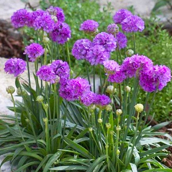 ZAWCIĄG SZEROKOLISTNY BALLERINA LILAC~sadzonka P11