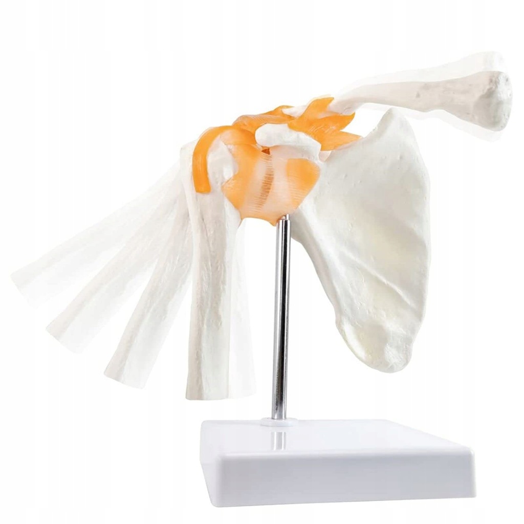 ANATOMICZNY MODEL STAWU BARKOWEGO EVOTECH SCIENTIFIC