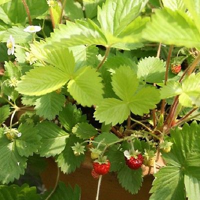 POZIOMKA ROZŁOGOWA wisząca pnąca SADZONKA