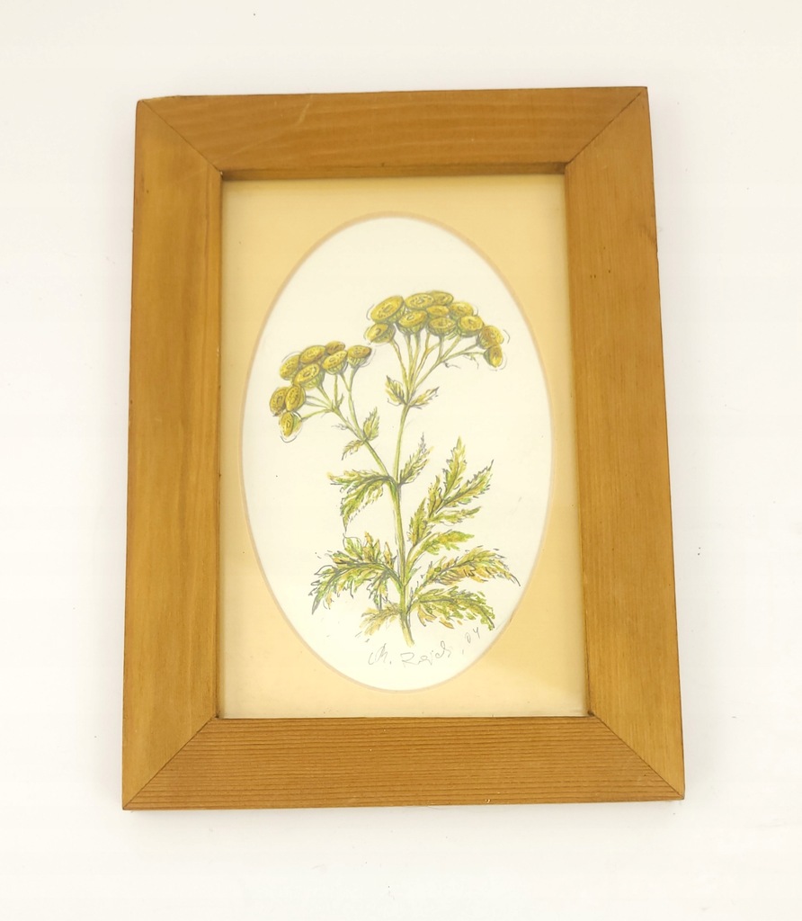 Obrazek - rysunek - kwiat wrotycz pospolity; 2901