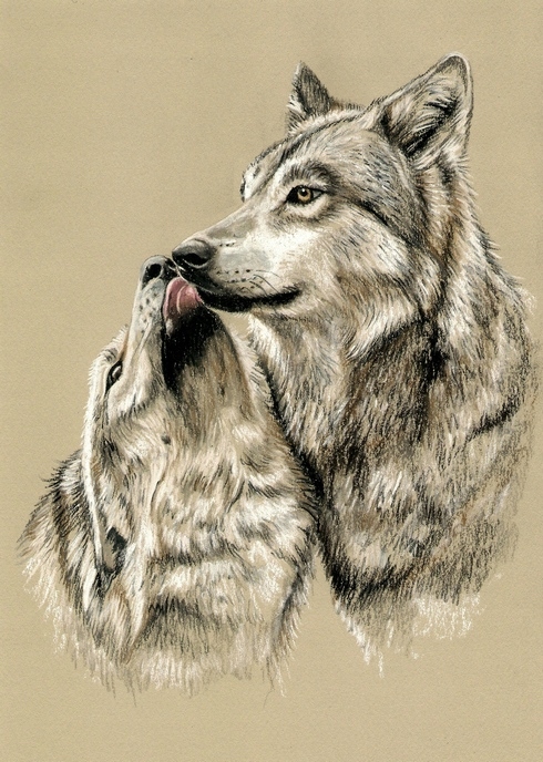 Wilk Wilki Rysunek Obraz Na Prezent A4 7918005860