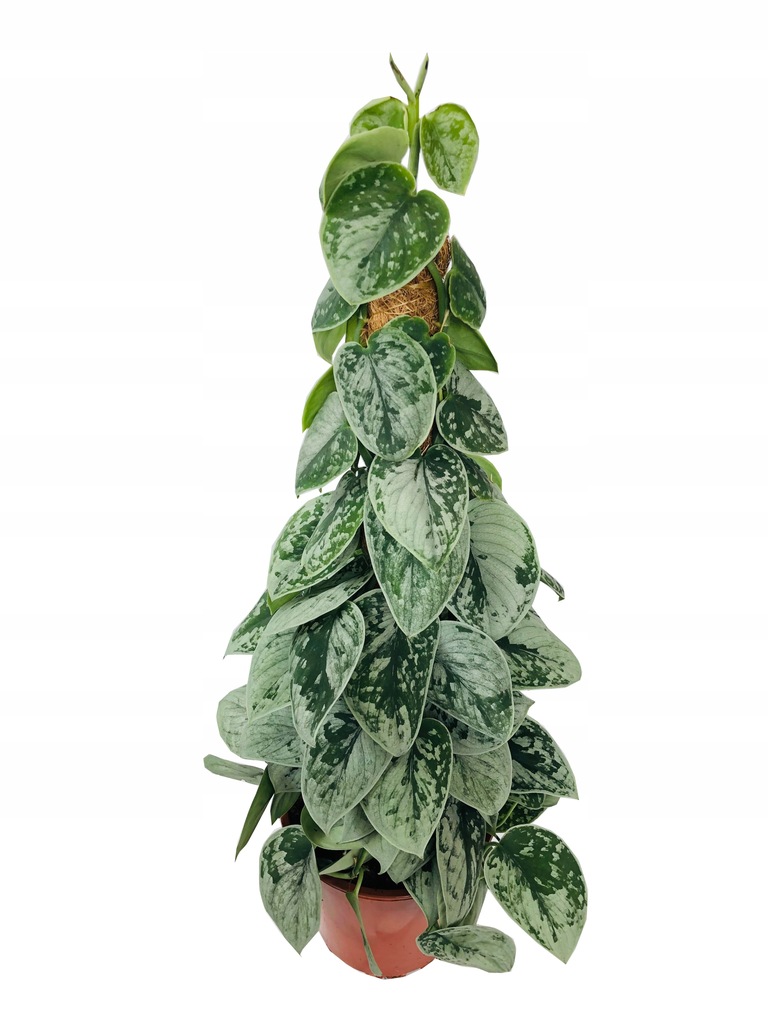 Сциндапсус Сильвер Энн фото 2