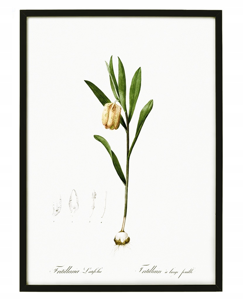 SZACHOWNICA FRITILLARIA, stara grafika 1805 r.