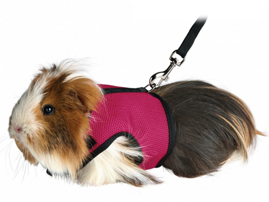 Купить Шлейка TRIXIE + ПОВОДОК ДЛЯ МОРСКИХ СВИНОК, ПОЛНЫЙ: отзывы, фото ...