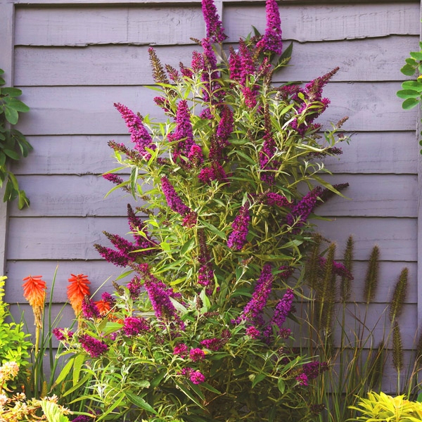 KOLUMNOWA BUDLEJA DAWIDA BUTTERFLY TOWER/ 35-45 CM