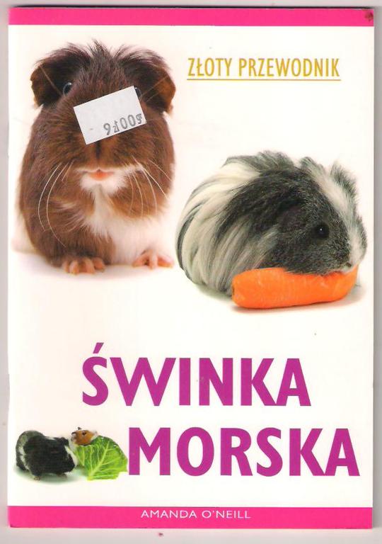 Świnka morska - przewodnik