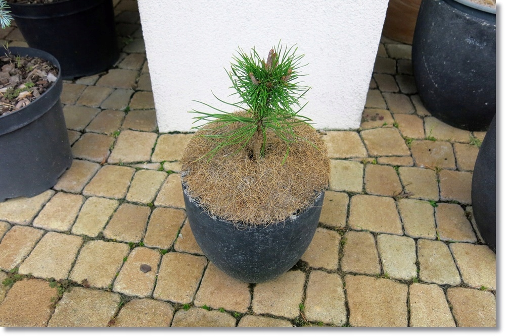 Pinus contorta Jerry WB SDL - Unikat !!!!