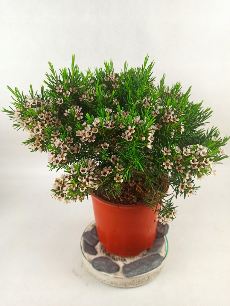 Woskówka Chamelaucium uncinatum Snowflake