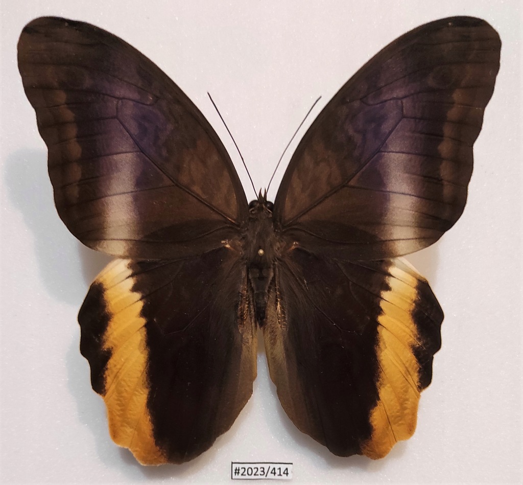 Motyl Caligo atreus samiec strona grzbietowa 114mm ładny stan !!