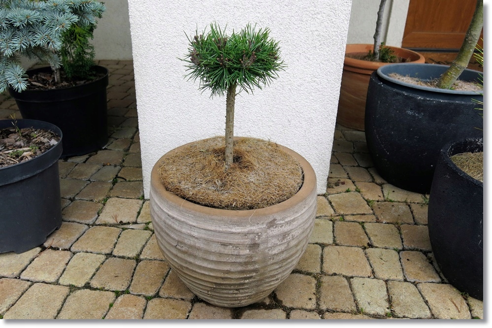 Pinus mugo Mini Mini - piękna miniatura !!!