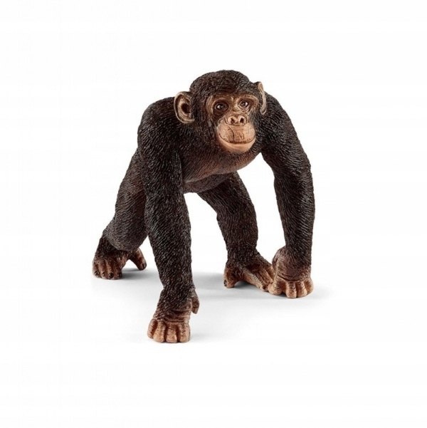 Szympans, samiec - 14817
