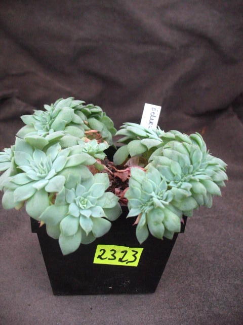 Echeveria grzebieniasta 2323 don8x8cm PG1019P