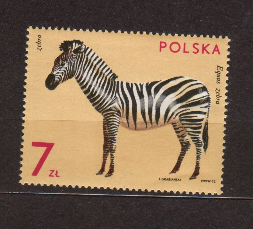 ZEBRA, LUZAK Fi 2023 **