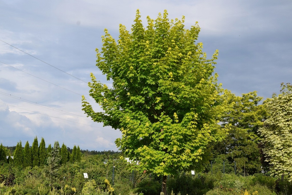 Klon pospolity 'Princeton Gold' (Acer platanoides)