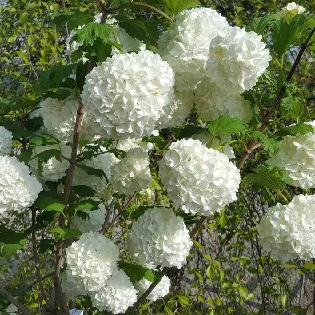 Kalina koralowa Roseum sadzonka