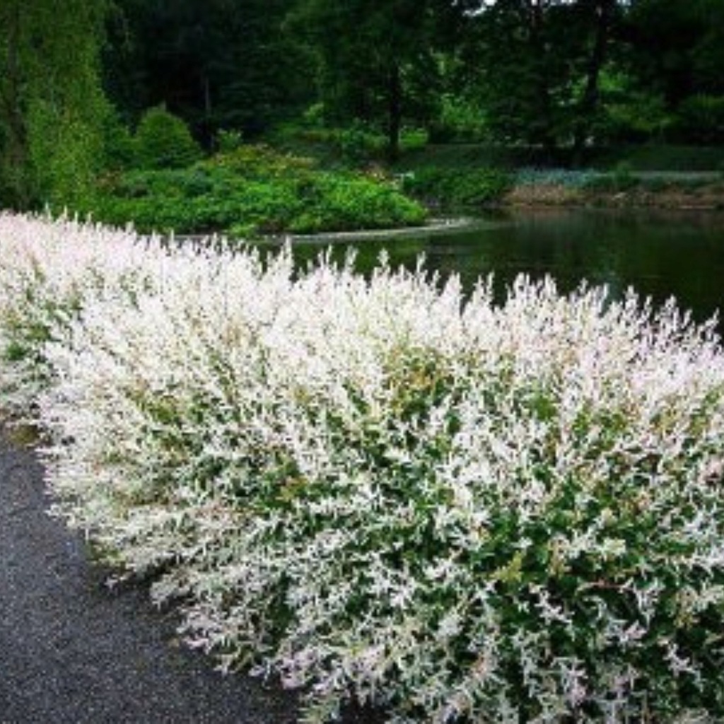 Wierzba całolistna Hakuro Nishiki forma krzewiasta