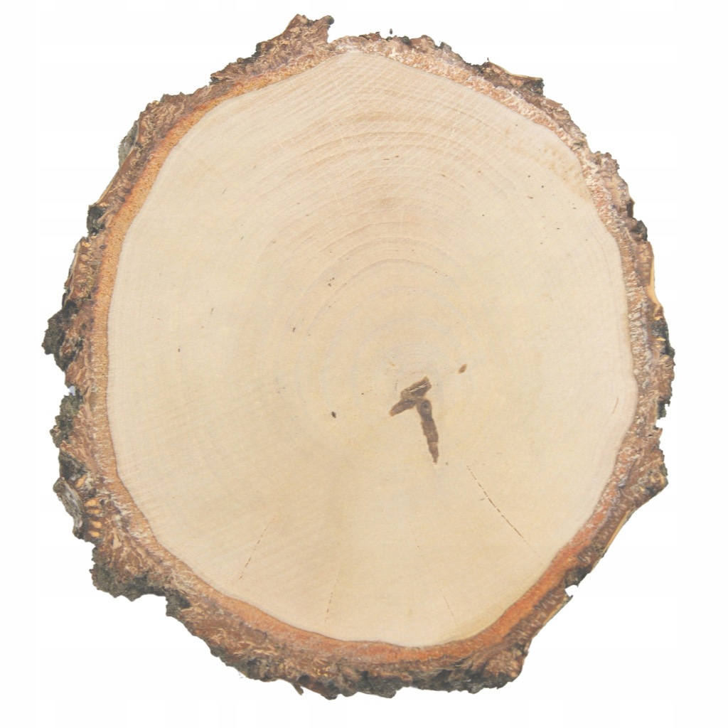 Plastry drewna krążki brzoza 14-16 cm szlifowane