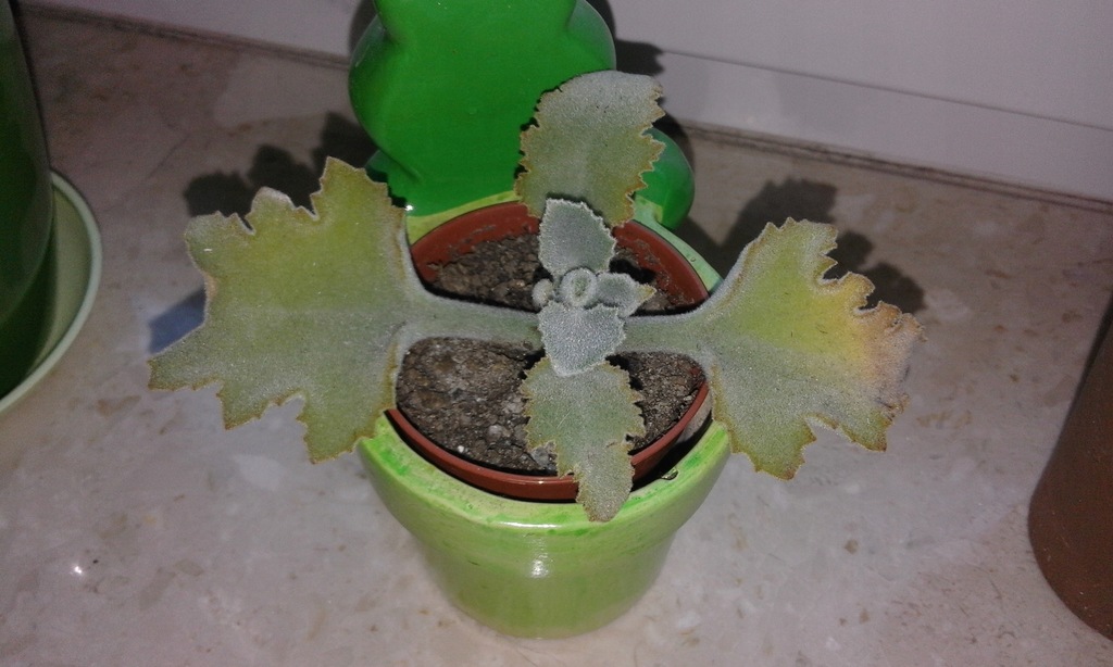 Kalanchoe Beharensis Oficjalne Archiwum Allegro