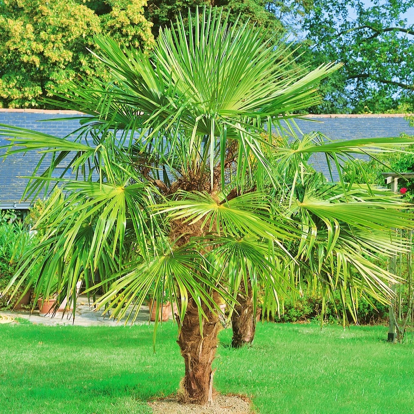 Trachycarpus Fortunei PALMA ZIMUJĄCA W POLSCE P15