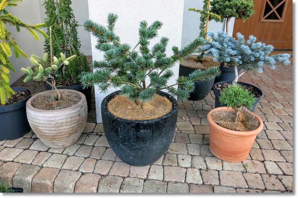 Pinus parviflora 'Adcock's Dwarf'- Duża !!!