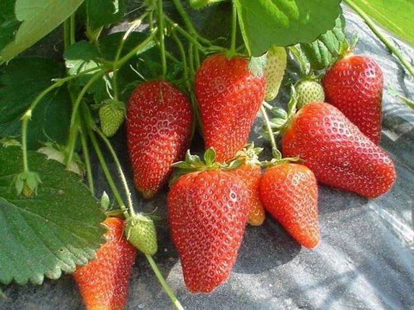 Truskawka włoska ROKSANA zestaw 10 SZT DESEROWA