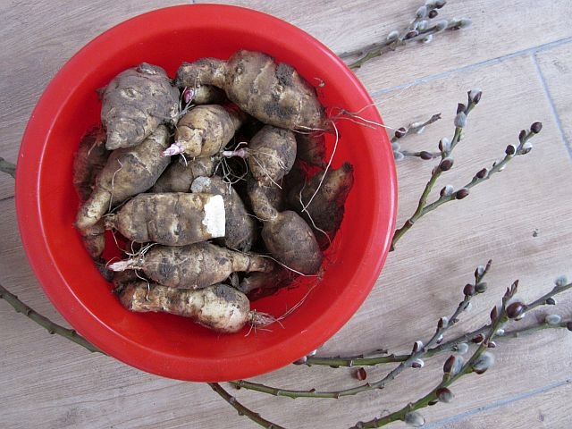 Topinambur słonecznik bulwiasty dla diabetyków 5kg