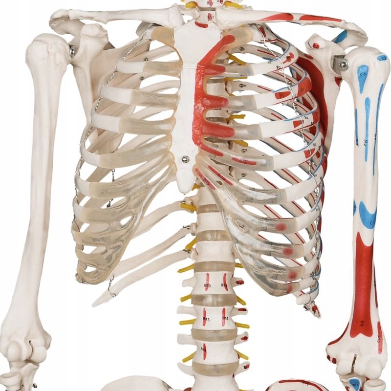 JAGO Human Anatomy Skeleton z detalami malowania