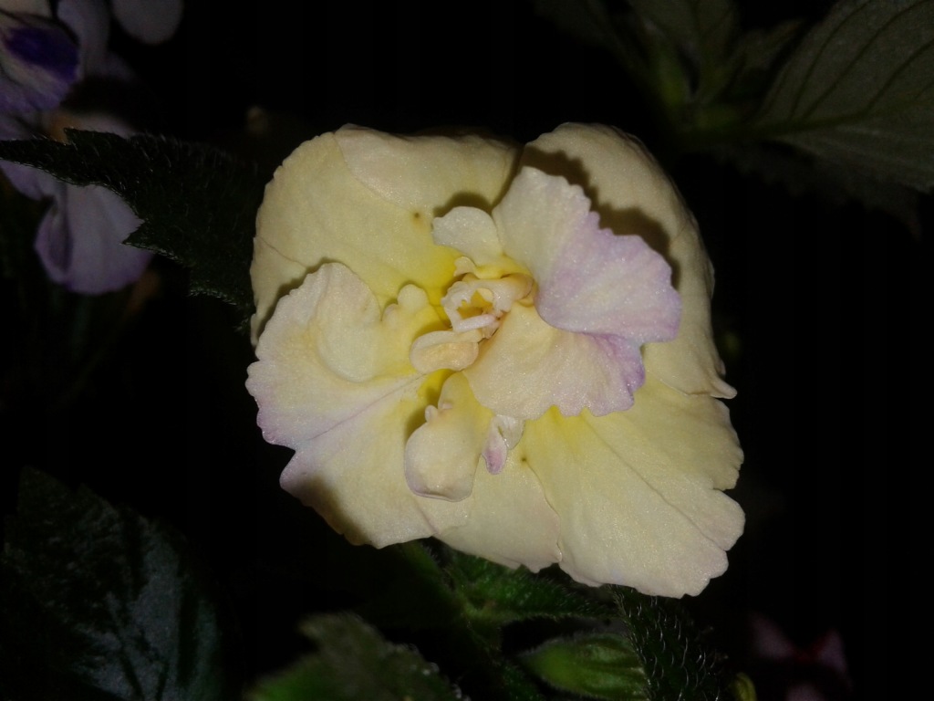 Sapphire Blue Teardrop Leverback Earrings By Katherine Swaine