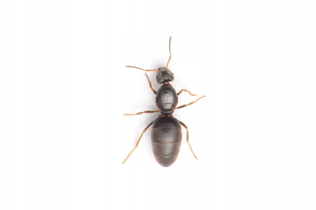 Купить Lasius niger Queen + робо, муравьи для формикария.: отзывы, фото, характеристики в интерне-магазине Aredi.ru