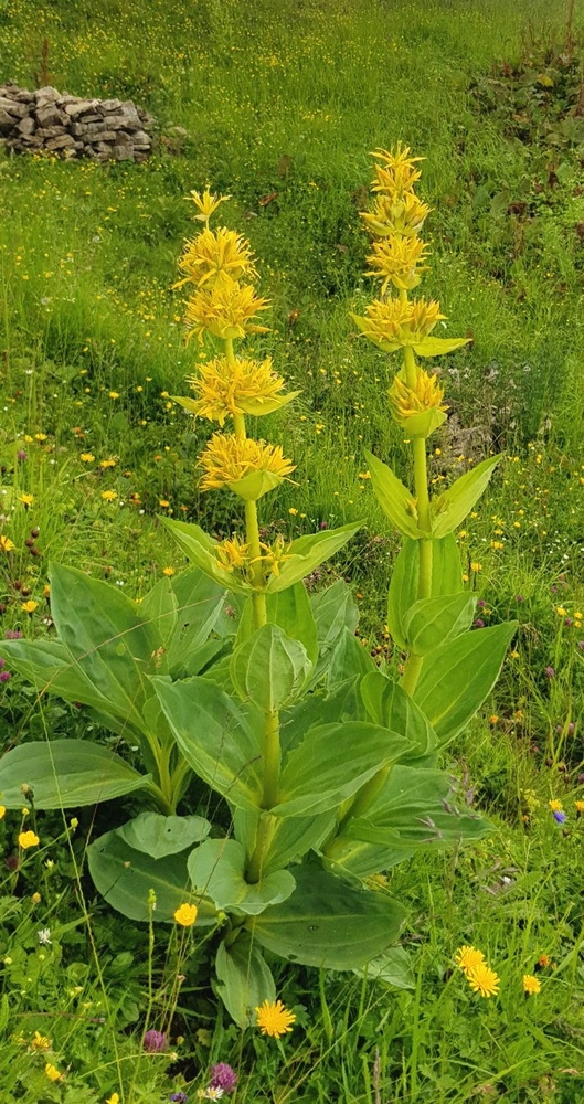 GORYCZKA ŻÓŁTA GENTIANA LUTEA RARYTAS 7697962080 oficjalne